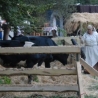 tfn-2006-Großer-Gott-_08